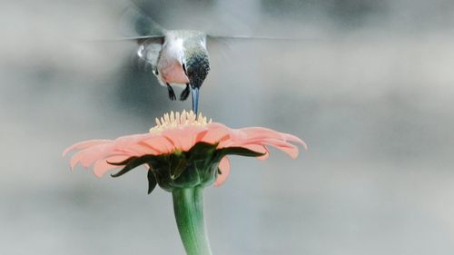 Close-up of flowers blooming outdoors