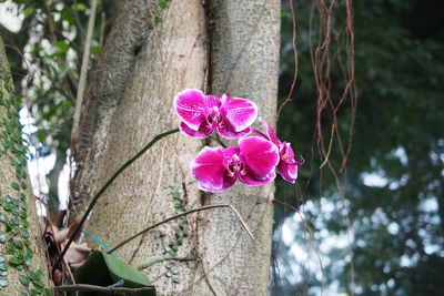 Close-up of pink flowers on tree trunk