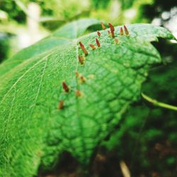 Close-up of insect on leaf