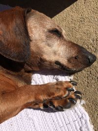 High angle view of dog sleeping