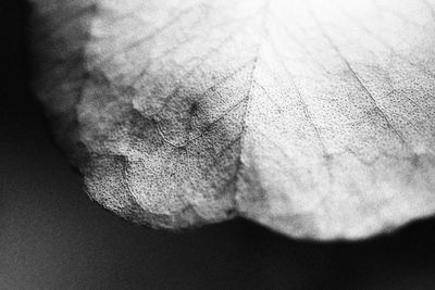 Close-up of dried leaf on tree