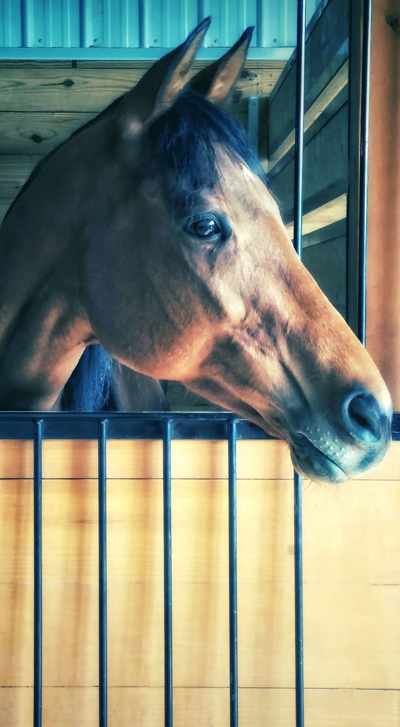 Horse in stall