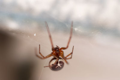 Close-up of spider