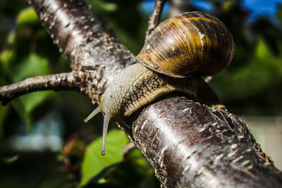 Close-up of snail on tree