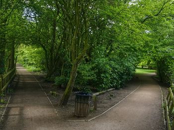 Walkway amidst trees