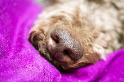 Close-up of a sleeping dog