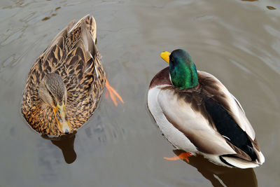 High angle view of mallard duck swimming on lake