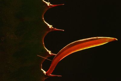 Close-up of berries against black background