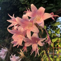 Close-up of pink flowering plant