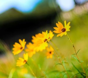 Close-up of yellow cosmos flowers blooming outdoors