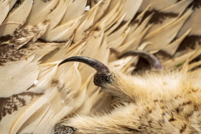 Close-up of a bird