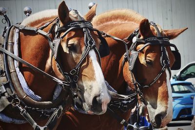 Clydesdale horses