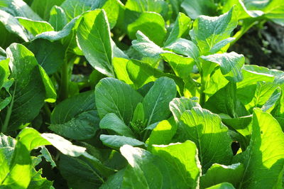 Full frame shot of green leaves