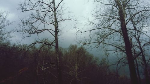 Low angle view of trees in forest against sky