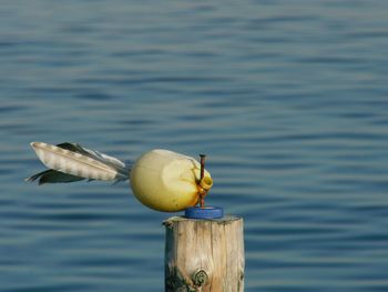 Close-up of seagull on wooden post