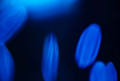 Close-up of jellyfish in water