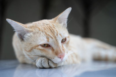 Close-up of cat looking away