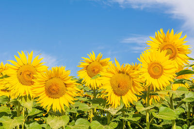 Close-up of yellow flowering plants on field against sky