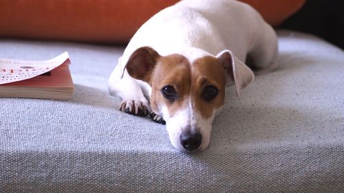 Close-up portrait of dog resting at home