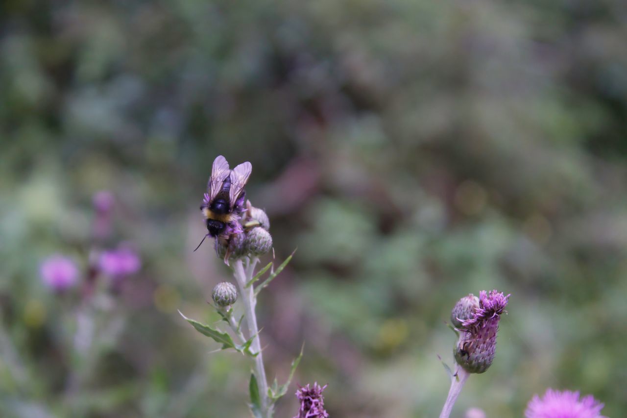 Cirsium arvense and bumblebee Bumblebee Pollination Cirsium Arvense Flower Flower Head Insect Purple Thistle Close-up Animal Themes Plant