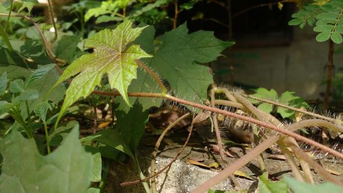 Close-up of fresh green plants