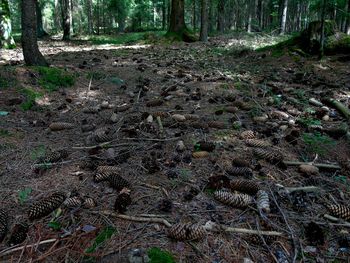 Plants growing on field