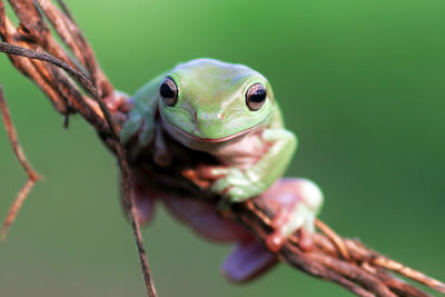 Close-up portrait of frog on twig