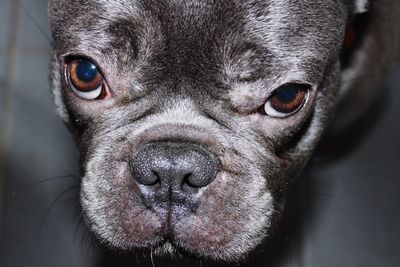 Close-up portrait of dog