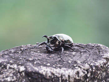 Close-up of insect on rock