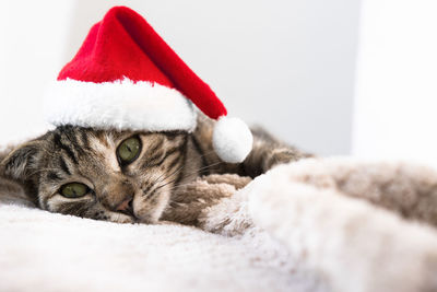 Close-up of cat lying on bed