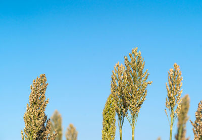 Low angle view of flowering plants against clear blue sky