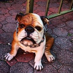 Portrait of a dog