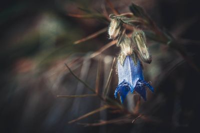 Close-up of plant