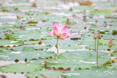 Close-up of pink water lily in lake