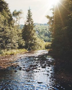 River amidst trees in forest against sky