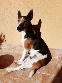 Dog sitting on floor against wall