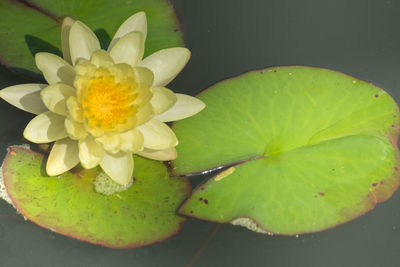 Close-up of water lily in pond
