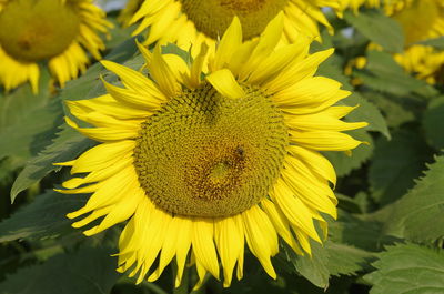 Macro shot of yellow sunflower blooming outdoors