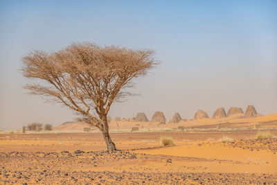 Bare tree on field against clear sky