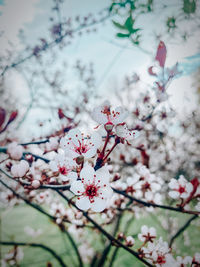 Close-up of pink cherry blossoms in spring