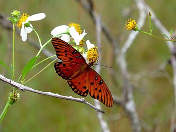 Close-up of butterfly pollinating on flower