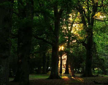 Trees in forest