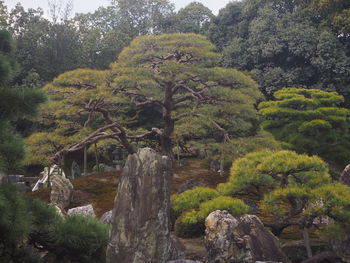 Scenic view of forest