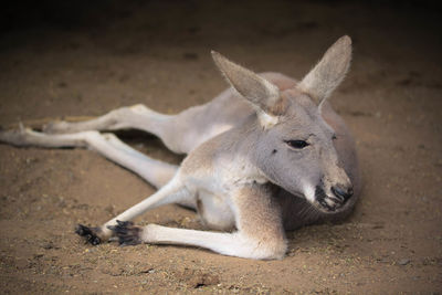 Kangaroo relaxing on field