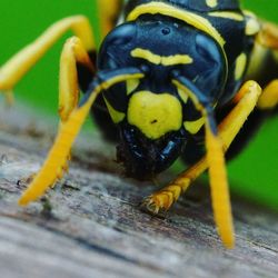 Close-up of insect on wood