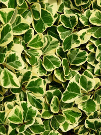 Leaf of ficus deltoidea jack f. variegata