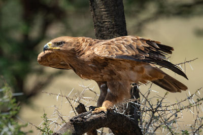 Tawny eagle stretches wings to take off