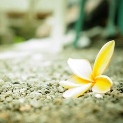 Close-up of white flowers blooming outdoors