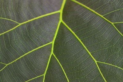 Macro shot of green leaf