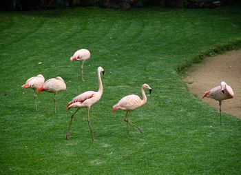 Flamingos in loropark 